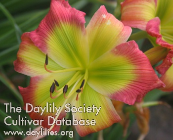 Daylily Search for Green Pastures